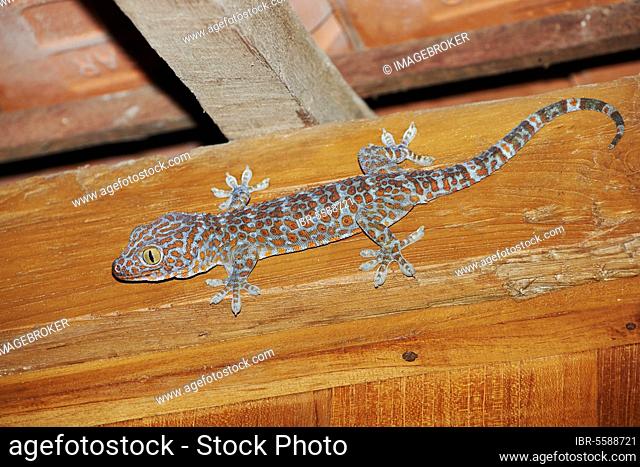 Tokay gecko (Gecko gecko) adult, clinging to house ceiling, Ubud, Bali, Lesser Sunda Islands, Indonesia, Asia