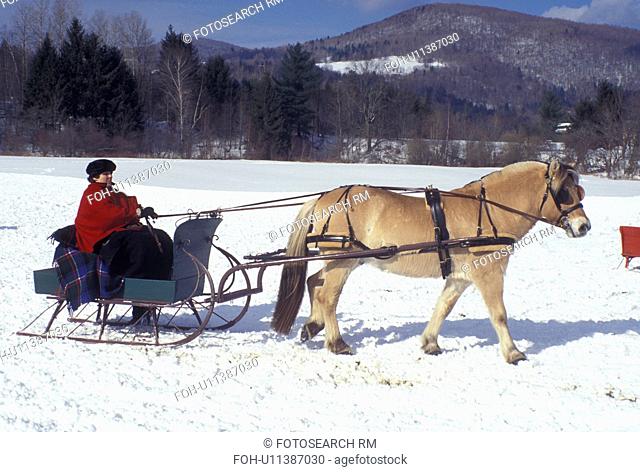sleigh ride, Vermont, VT, An Icelandic horse pulls a green sleigh in the Womens Horse & Sleigh Competition at the Mad River Winter Carnival in Waitsfield in the...