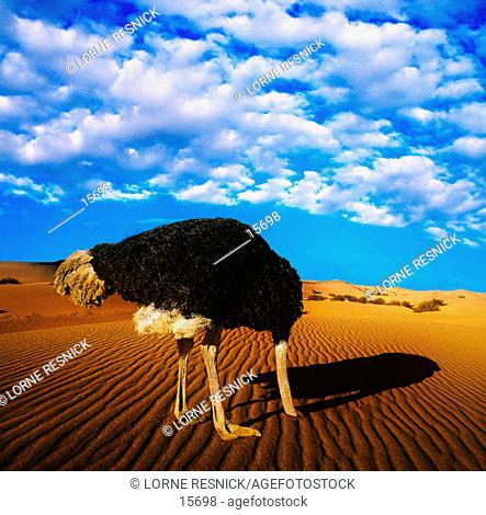 Ostrich in the desert
