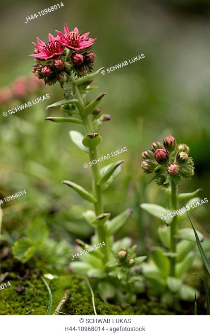 Nature, Plant, Flower, lila, houseleeks, Sepervivum, Crassulaceae, Switzerland