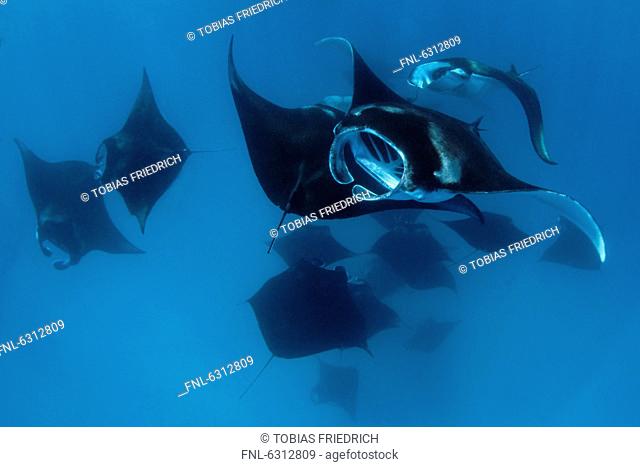 Group of reef mantas Manta alfredi feeding plankton, Baa Atoll, Maldives, Indian Ocean, underwater shot