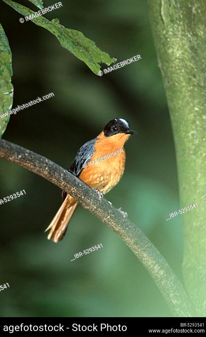 Snowy-crowned robin-chat (Cossypha niveicapilla)