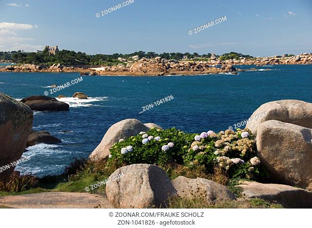 Frankreich, Bretagne, Ploumanac'h, Ploumanach, Cote de Granit rose, Pointe de Squewel, rosa Granitkueste, Hortensien mit Felsen am Meer