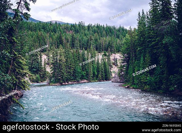 Wild river in the mountains with pine trees