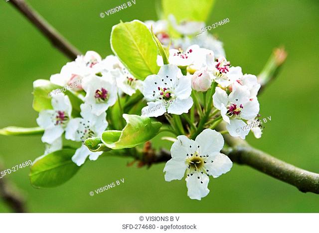 Callery pear blossom Pyrus calleryana 'Chanticleer'