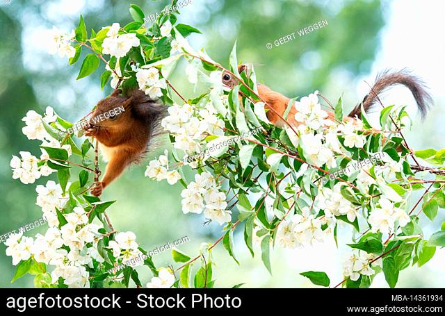 Red squirrels stand on jasmine flower branches