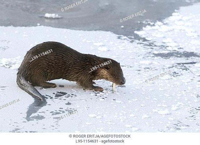 Eurasian Otter Lutra lutra young individual playing and fish feeding over frozen surface of the river in Kajaani, Finland, in winter at minus 37C