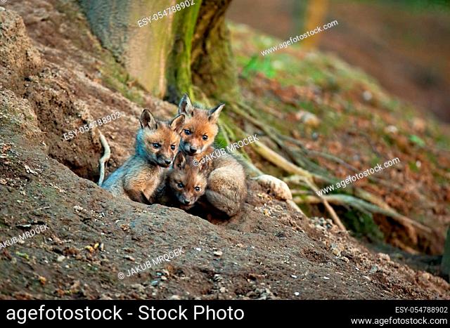 Fluffy red fox, vulpes vulpes, cubs exploring surroundings of their den in spring forerst. Three young mammals with soft fur sitting near hole to burrow in...