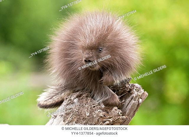 North American porcupine, Erethizon native to Canada and northern and western USA