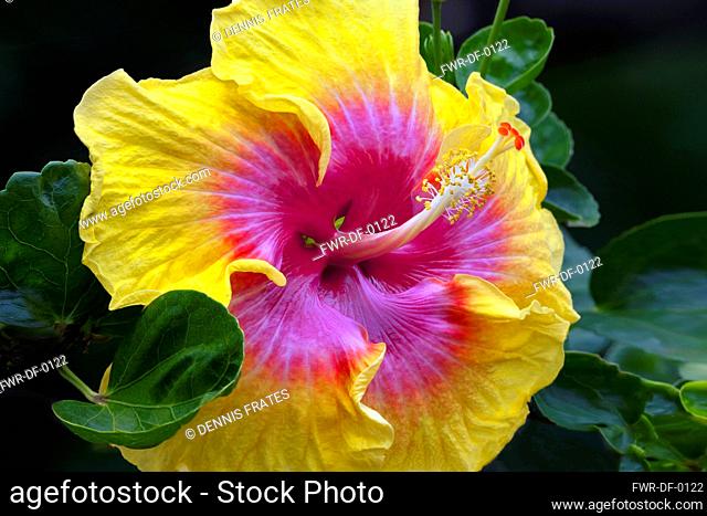 Close up of Hibiscus flower, Kauai, Hawaii, USA