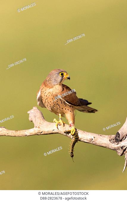 Europe, Spain, Catalonia, Lesser Kestrel, male on a branch near the artificial cavity of a building entirely constructed for the nesting of these birds