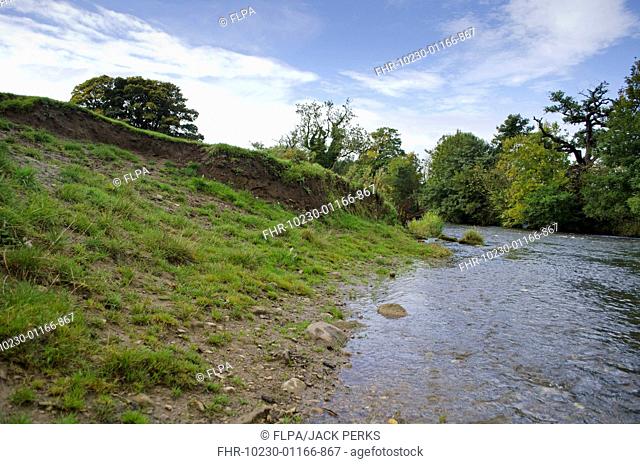 Domestic Cattle, trampled damage to riverbank, River Dove, Derbyshire, England, October
