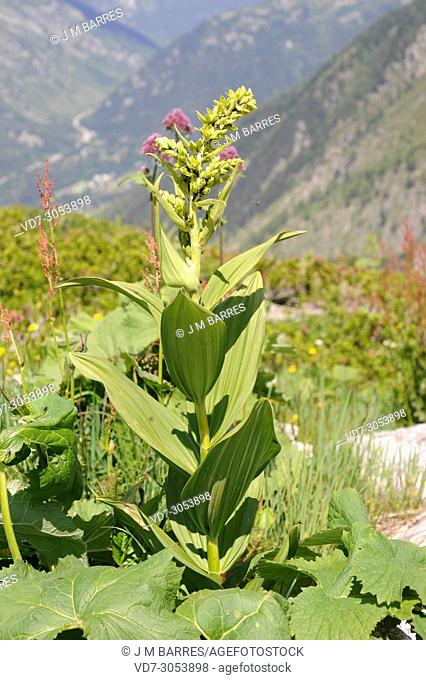 White hellebore (Veratrum album) is a poisonous perennial herb native to Europe and western Asia. This photo was taken in Valle de Aran, Lleida Pyrenees