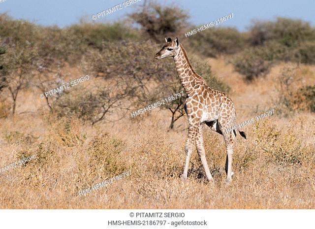 Botswana, Mashatu Game Reserve, Southern giraffe (Giraffa camelopardalis)