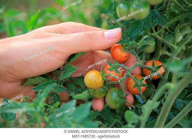 Mediterranean organic farming, vegetable garden, Cherry Tomatoes. La Rioja, Rioja wine región, Spain. Europe