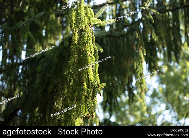 Brewer spruce (Picea breweriana), branch with young cones, conifer not native to Germany, tree, Velbert, Germany, Europe