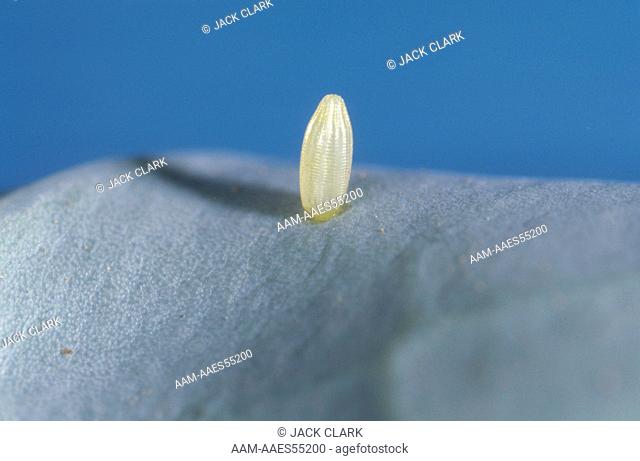 Imported Cabbage Worm (Artogeia rapae) Egg on cabbage leaf. 6X
