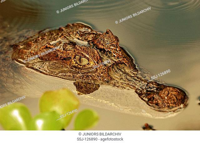 spectecled caiman - in water / Caiman crocodilus