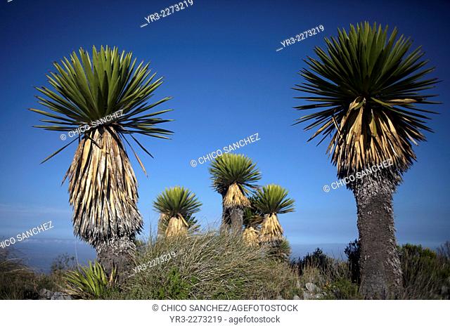 Palm trees in Cerro Quemado hill at sunrise in Wirikuta, Real de Catorce, San Luis Potosi, Mexico. Wirikuta is a sacred place for the Wirrarika Huichol Indians...