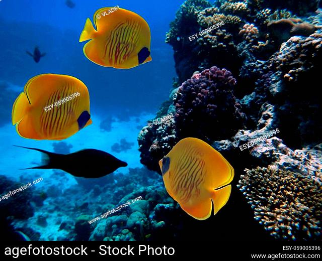 Underwater image of coral reef and School of Masked Butterfly Fish