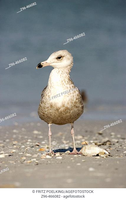 Herring Gull (Larus argentatus). De Soto Park beach, near Tampa, Florida, USA