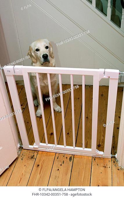 Domestic Dog, Golden Retriever, puppy, sitting behind stairgate, England