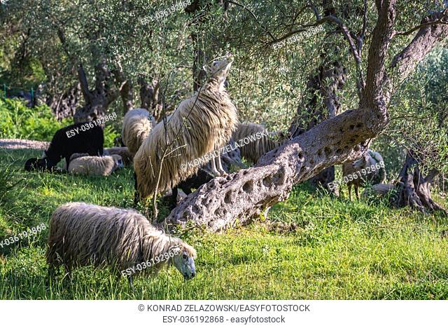 Sheeps grazing among olive trees on mountain above Bar coastal town in southern Montenegro