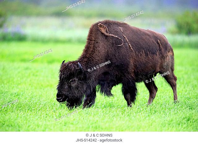 Wood Bison, (Bison bison athabascae), adult feeding, Alaska Wildlife Conversation Center, Anchorage, Alaska, USA, Northamerica