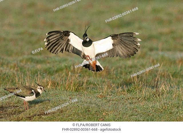 Northern Lapwing Vanellus vanellus adult pair, in courtship, male displaying to female, North Kent Marshes, Kent, England, march