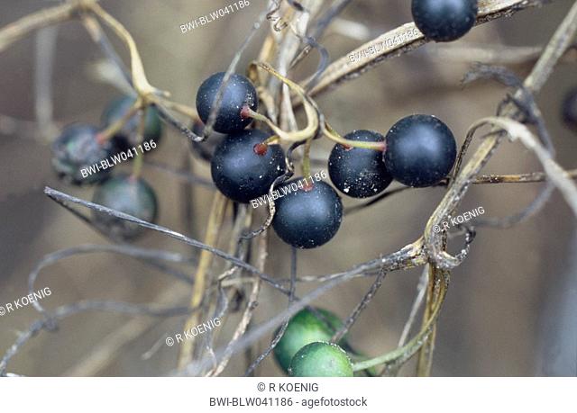 black-berried bryony, European white bryony Bryonia alba, ripe fruits