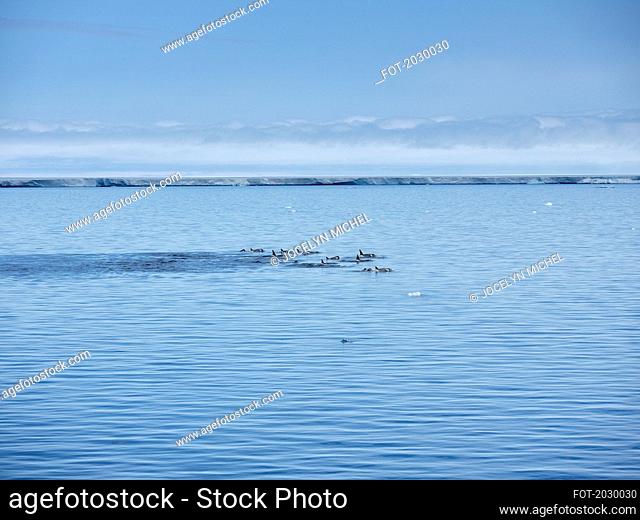 Pod of killer whales swimming above ocean surface off Antarctic Peninsula, Weddell Sea, Antarctica