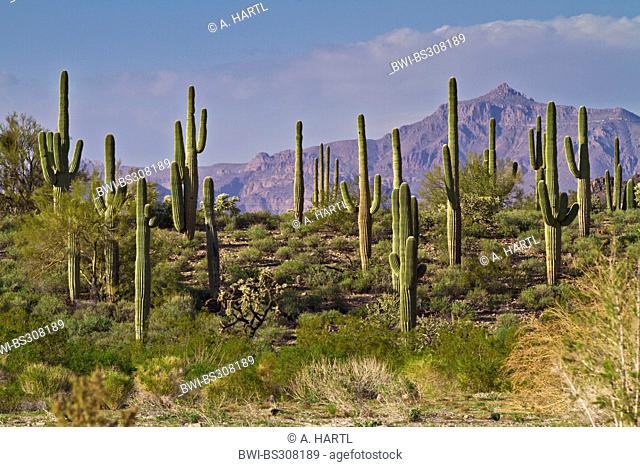 saguaro cactus (Carnegiea gigantea, Cereus giganteus), in Sonora desert, USA