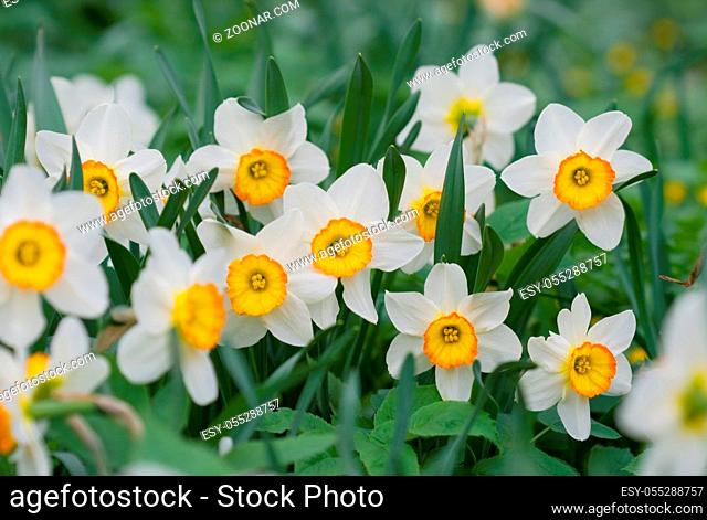 White and yellow narcissus flowers in the spring garden