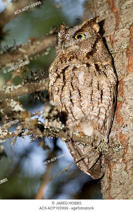 Western Screech Owl, Megascops kennicottii macfarlanei, camouflage in a tree, British Columbia, Lillooet, Okanagan, , British Columbia, Canada