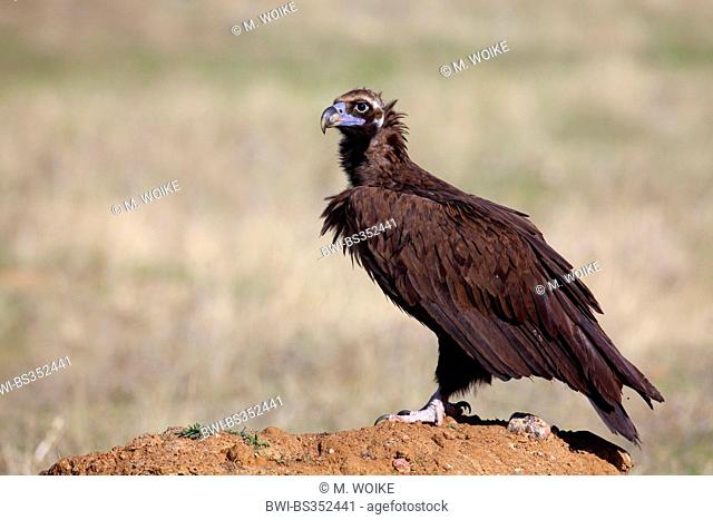 cinereous vulture (Aegypius monachus), adult vulture stands on the ground, Spain, Extremadura