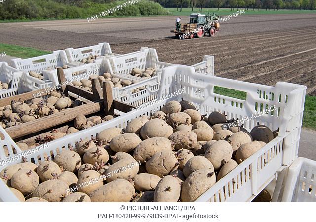 20 April 2018, Germany, Burgdorf: Young potatoes are planted into a field for future harvesting. Photo: Julian Stratenschulte/dpa