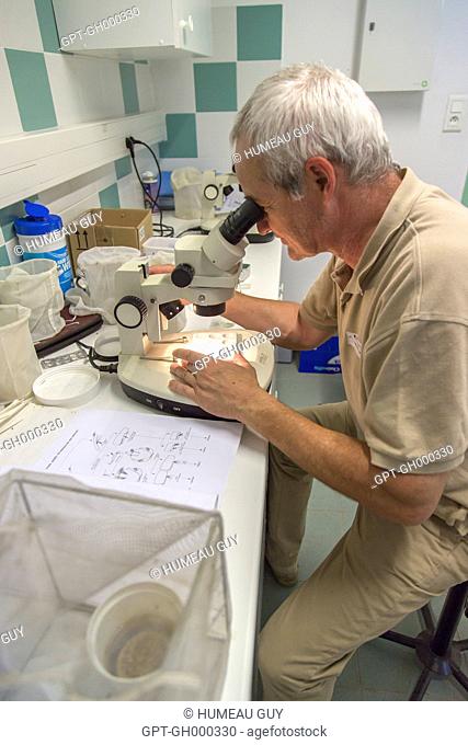 MOSQUITO CONTROL IN THE CAMARGUE, ANALYSIS OF MOSQUITO LARVAE AT THE LABORATORY OF THE EID, ORGANIZATION FOR INTER-DEPARTMENTAL COORDINATION OF MOSQUITO CONTROL...