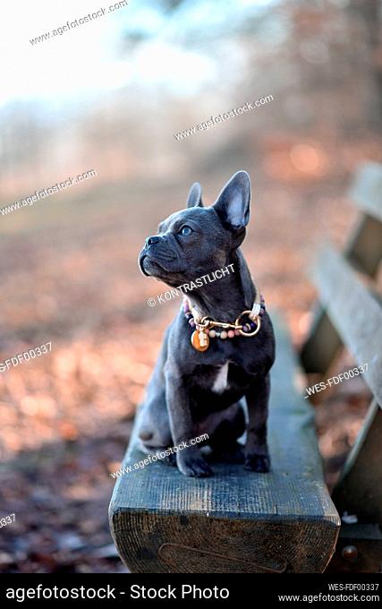 Portrait of French bulldog puppy sitting on park bench in autumn
