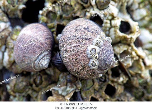 Common Periwinkles (Littorina littorea) and barnacles in the intertidal zone. North Sea, Germany