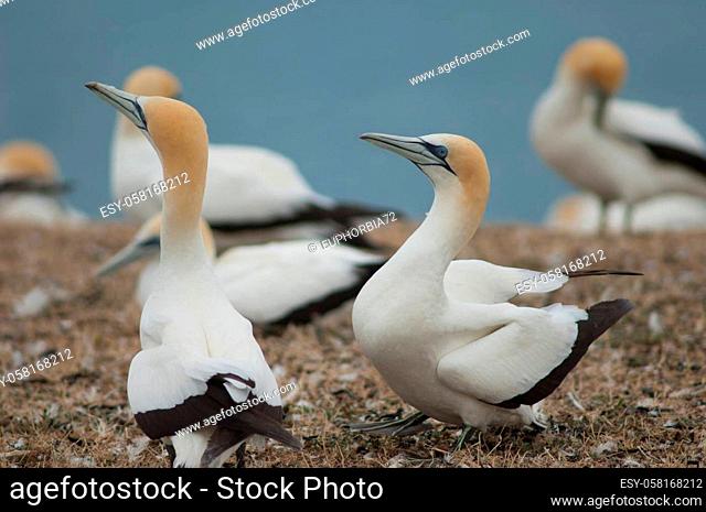 Australasian gannets Morus serrator courting. Plateau Colony. Cape Kidnappers Gannet Reserve. North Island. New Zealand