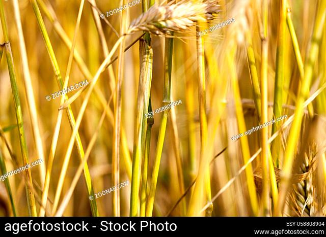 a large number of stalks of wheat growing in the field. Photo of a close-up of the bottom without ears
