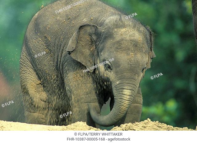 Asian Elephant Elephas maximus Close-up of baby, dust bathing, captive