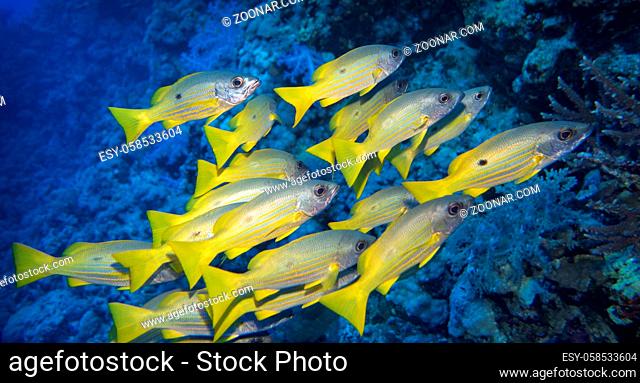 A small group of snappers in the Red Sea, Egypt