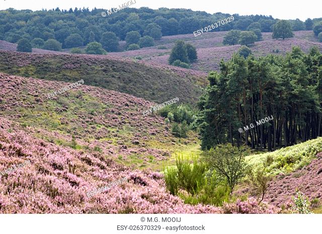 Beautiful, colorful landscape picture with purple heather