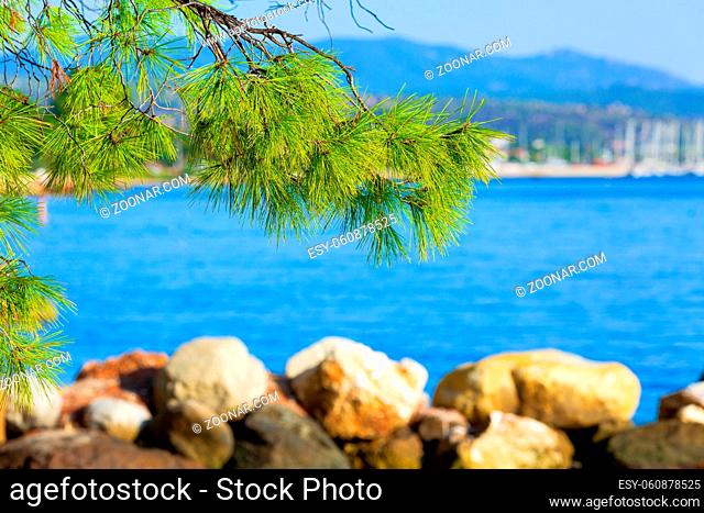 Summer vacation travel background with green pine forest tree branch and blue sea marina in Nikiti, Halkidiki, Greece
