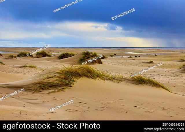 Dunes at the Beach of Amrum, Germany in Europe