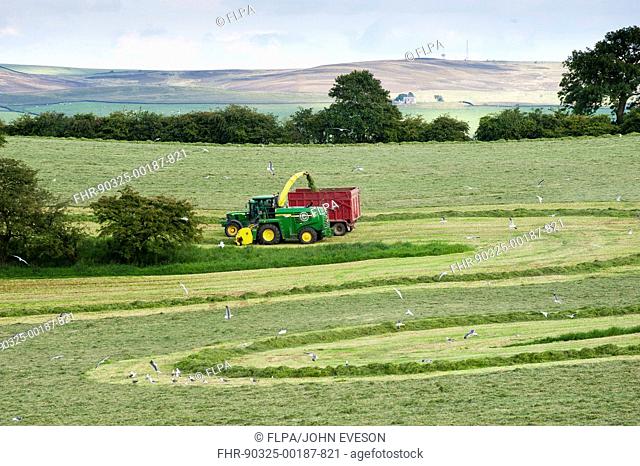 Forage harvesting grass for silage, forage harvester cutting grass and loading wagon, West Marton, North Yorkshire, England, july