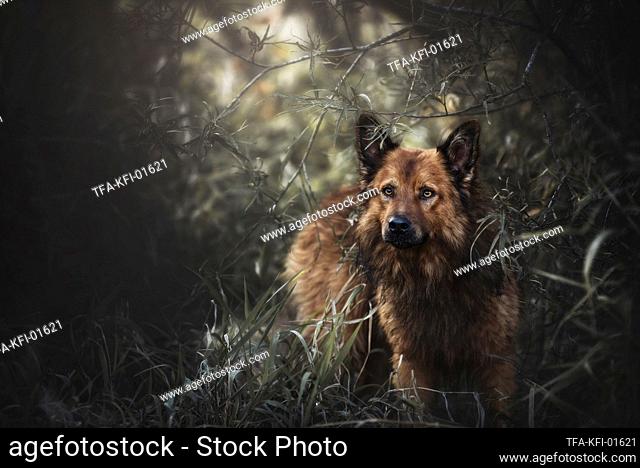 Harz Fox