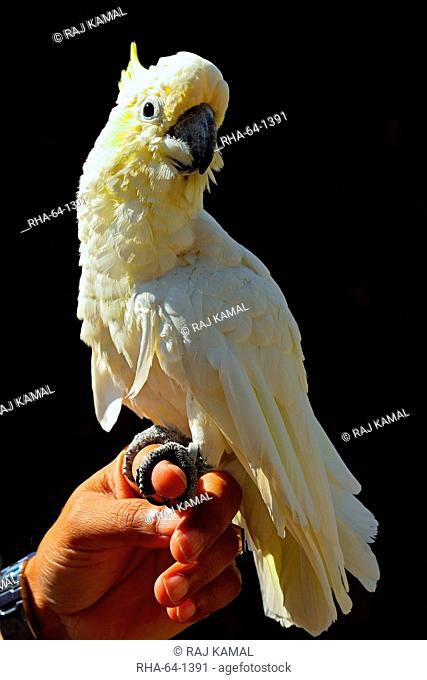 Yellow-crested cockatoo Cacatua sulphurea, a medium-sized cockatoo with white plumage and a retractile yellow crest, in captivity in the United Kingdom, Europe
