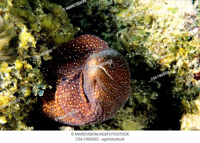 Turkey moray (Gymnothorax meleagris), Mauritius Island, Republic of Mauritius, Southwestern Indian Ocean